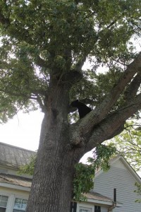 Bear Sighting Pic 1