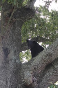 Bear Sighting Pic 2