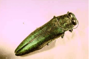 Emerald Ash Borer. Photo courtesy USDA