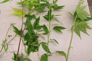 A photo of some of the 9 marijuana plants seized during a search warrant Tuesday by Smithfield Police. WTSB Photo