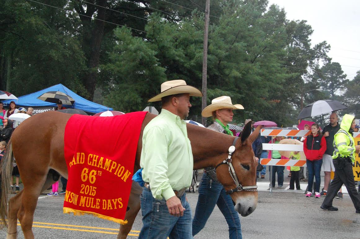 Despite the weekend showers, the 66th annual Mule Days parade still packed downtown Benson on Saturday - as it does every year. Crowds lined the sidewalks and cheered from underneath umbrellas as the procession of more than 100 entries made its way along Main Street. Above, Oxford’s Amy Privett and grand champion mule Paco Bueno were at the head of the line. Courtesy The Daily Record