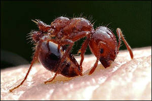 Imported Fire Ant. Photo courtesy Center for Invasive Species Research, University of California Riverside