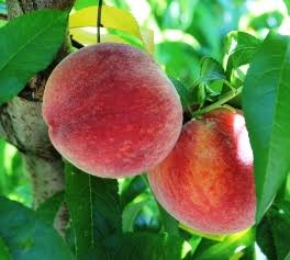 North Carolina farmers grow about 70 varieties of peaches on more than 1,000 acres.